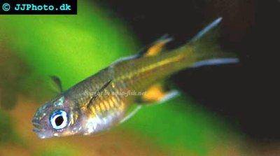Athérine papillon - Pseudomugil signifer