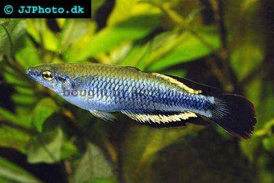 Rainbowfish - Bedotia madagascariensis