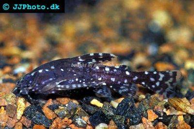 Silure peige - Agamyxis pectinifrons