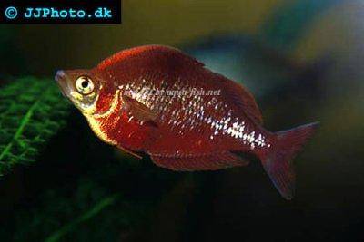 Red rainbowfish - Glossolepis incisus
