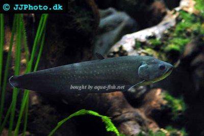 Papyrocranus afer