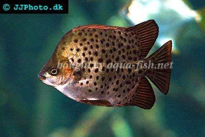 Scatophage - Scatophagus argus