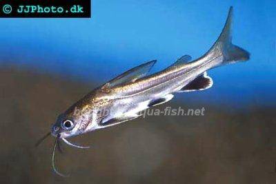 Mini-requin - Hexanematichthys seemanni