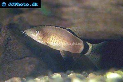 Loche d’horas - Yasuhikotakia morleti