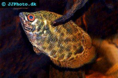 Cténopoma léopard - Ctenopoma acutirostre