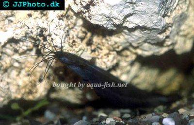 Silure pulmoné - Heteropneustes fossilis