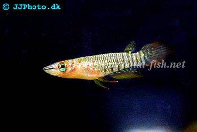 Panchax rayé - Aplocheilus lineatus
