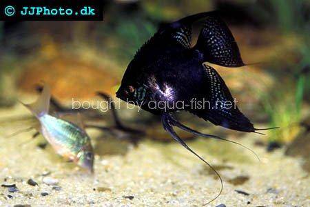 Scalare Angel fish picture