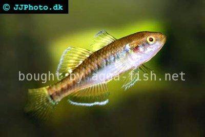 Hypseleotris compressa