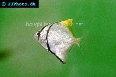 Poisson lune argenté - Monodactylus argenteus
