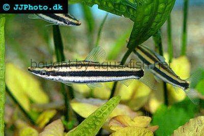 Anostomus ternetzi