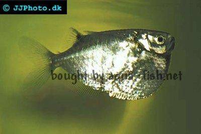 Thoracocharax stellatus