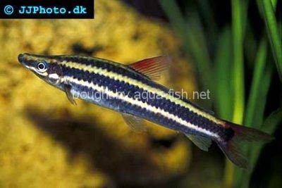 Anostomus anostomus