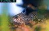 Image de corydoras acre
