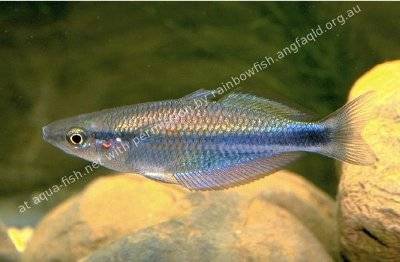 Goldie river rainbowfish - Melanotaenia goldiei
