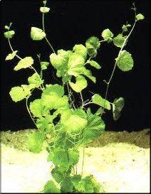 Cardamine lyrata
