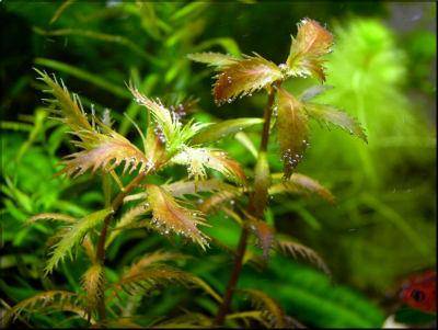 Proserpinaca palustris