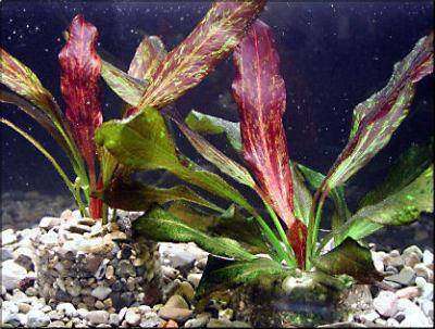 Echinodorus “Red Flame”