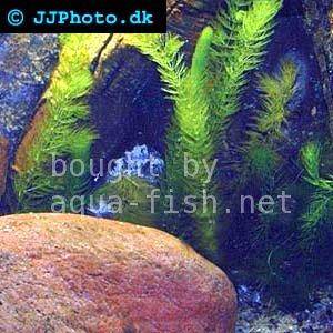 Ceratophyllum demersum