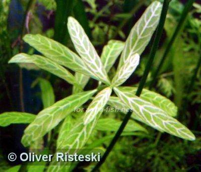 Hygrophila polysperma ‘Rosanervig’