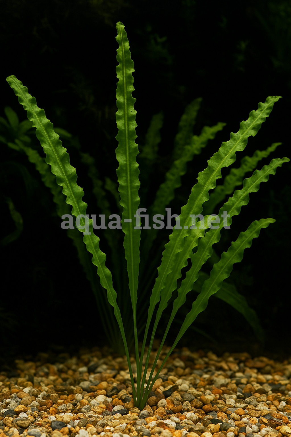 Aponogeton crispus Aponogeton crispus