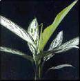 Aglaonema commutatum “Silver Queen” Aglaonema commutatum “Silver Queen”