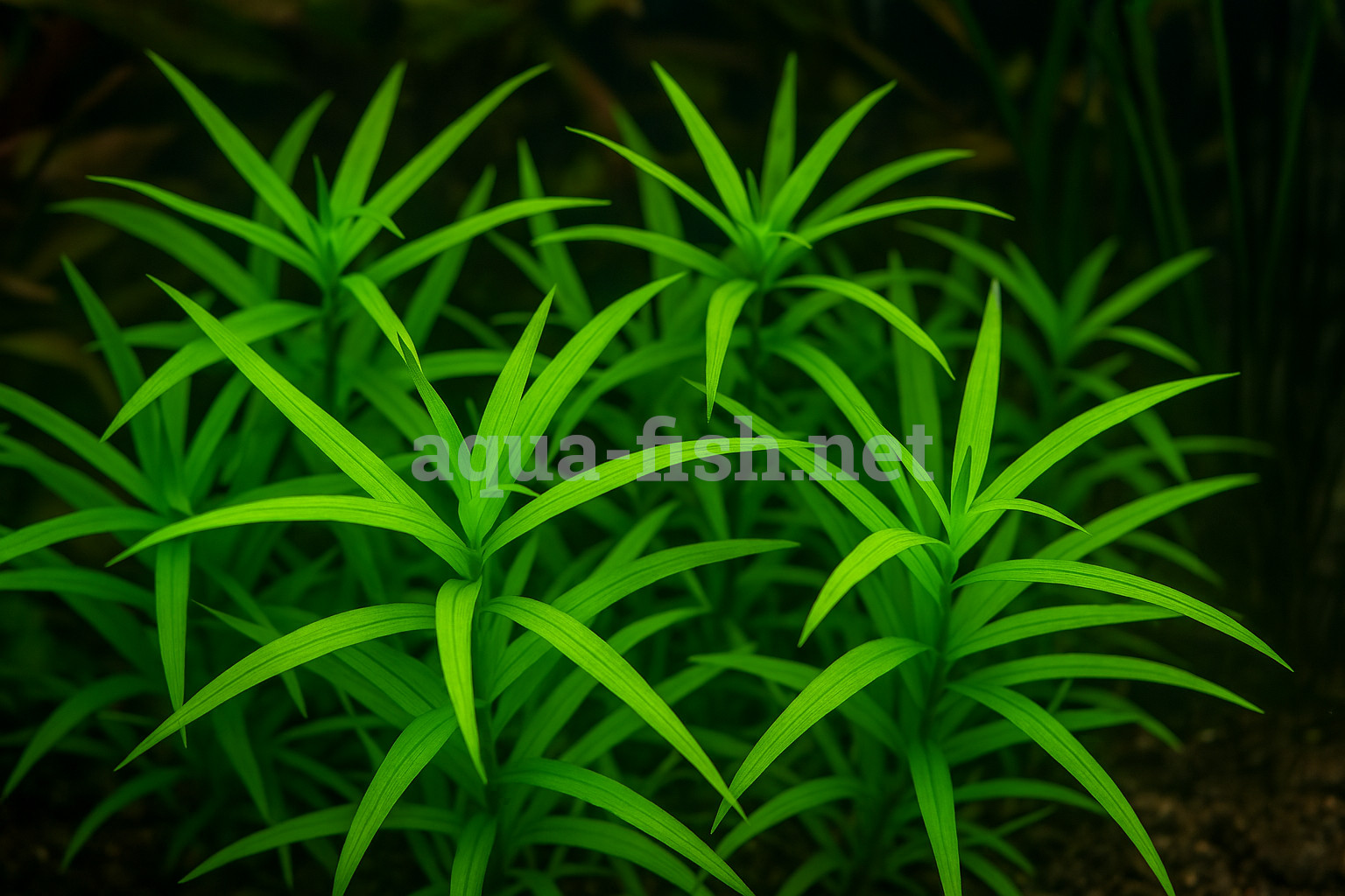 Heteranthera zosterifolia