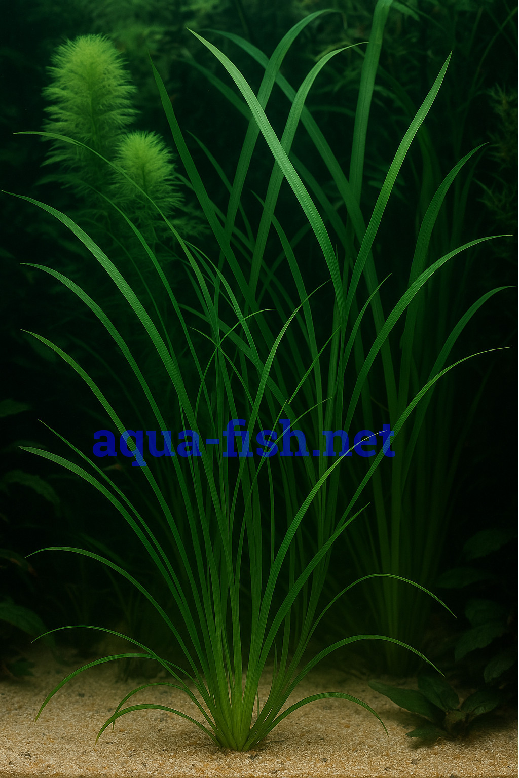 Cyperus helferi Cyperus helferi