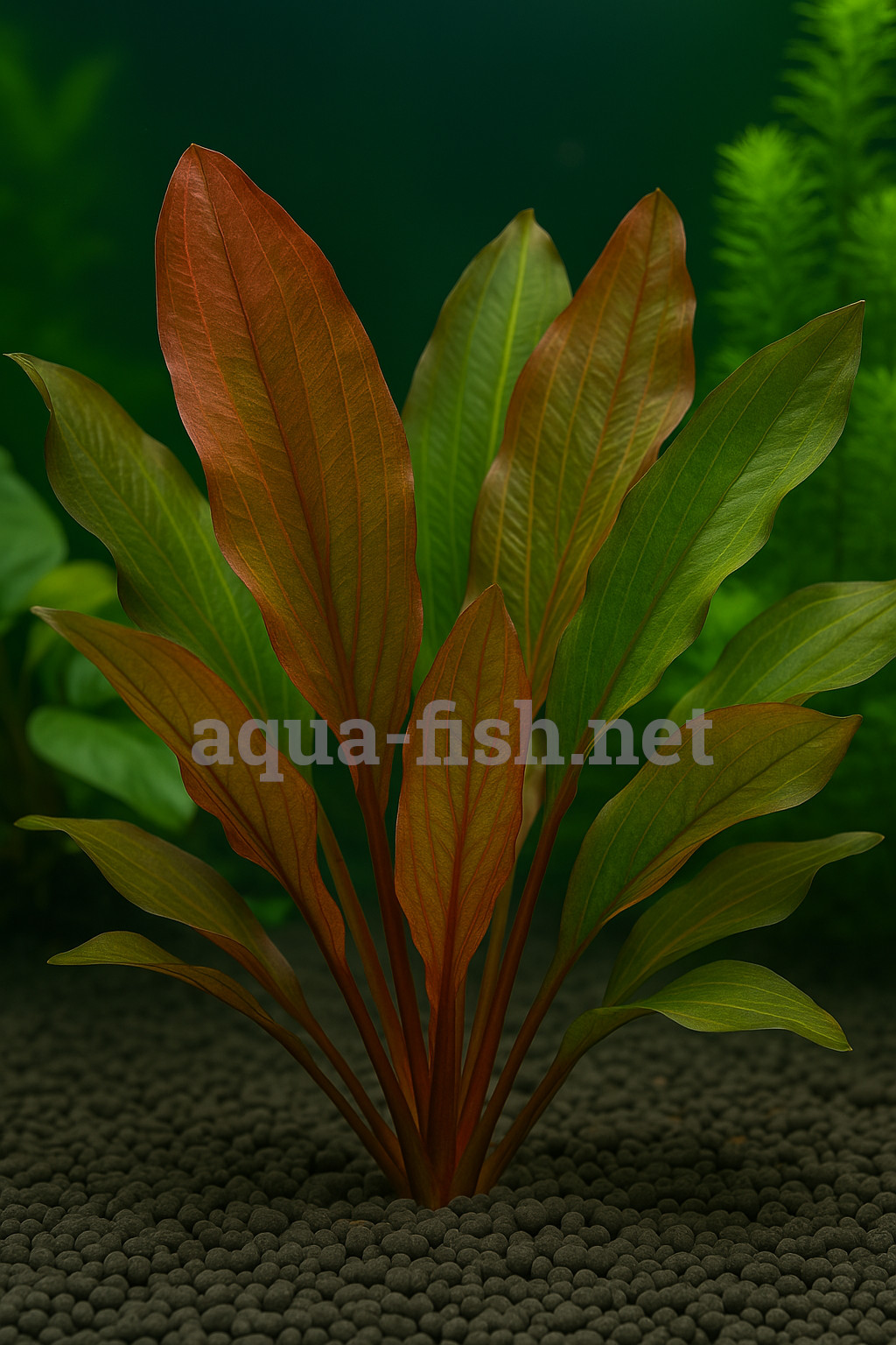 Echinodorus “Red Special” Echinodorus “Red Special”