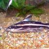 Costatus - Platydoras costatus
