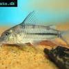 Corydoras bleu - Corydoras nattereri