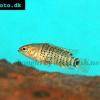 Badis badis