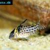 Corydoras à raises argentées - Corydoras agassizii