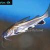 Mini-requin - Hexanematichthys seemanni