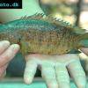 Anabas - Anabas testudineus