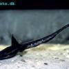 Platystacus cotylephorus
