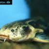 Acanthodoras cataphractus