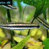 Anostomus ternetzi
