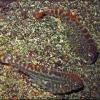 Pleco-papillon - Pseudogastromyzon cheni