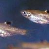 Rasbora à ocelle - Brevibora dorsiocellata