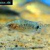 Badis ruber