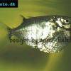 Thoracocharax stellatus
