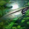Poisson de verre - Kryptopterus vitreolus Poisson de verre - Kryptopterus vitreolus