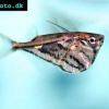 Carnegiella strigata