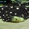 Potamotrygon leopoldi