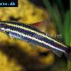 Anostomus anostomus