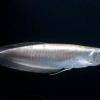 Arowana - Osteoglossum bicirrhosum