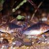 Corydoras gossei