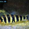 Bleu-oeil De Forktail - Leporinus affinis