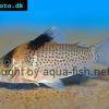 Corydoras ephippifer